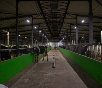 Хлев «Садко»