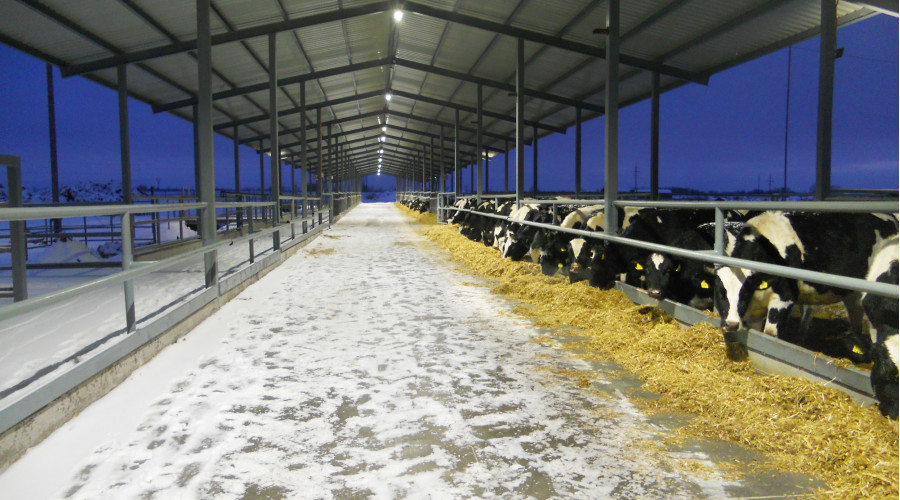 Коровник ООО «СХП «Нерал-Матрикс»