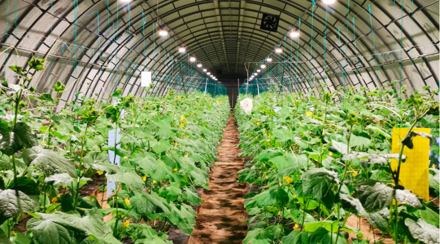 Крестьянское хозяйство «Шархат»