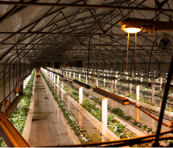 Республика Татарстан: освещение ягодной теплицы 