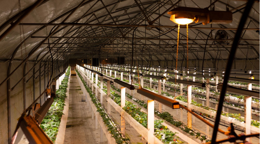 Республика Татарстан: освещение ягодной теплицы 